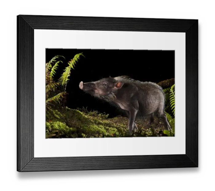 Framed Print : Bearded pig (Sus barbatus) foraging for food at night, Maliau Basin, Sabah, Borneo Framed Print : Bearded pig (Sus barbatus) foraging for food at night, Maliau Basin, Sabah, Borneo