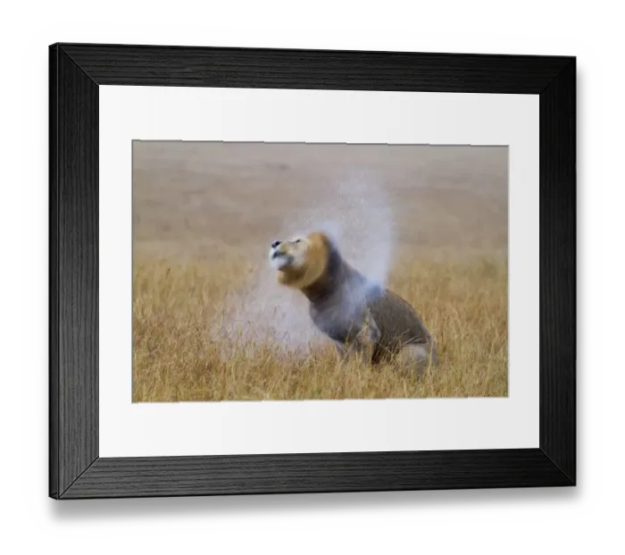 Framed Print : African lion (Panthera leo) male shaking water off mane after rain, Masai-Mara Game Reserve, Kenya Framed Print : African lion (Panthera leo) male shaking water off mane after rain, Masai-Mara Game Reserve, Kenya