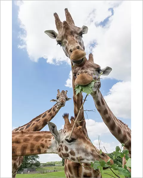Rothschild's giraffes (Giraffa camelopardalis rothschildi), feeding on leaves, Woburn Safari Park, UK, June, captive