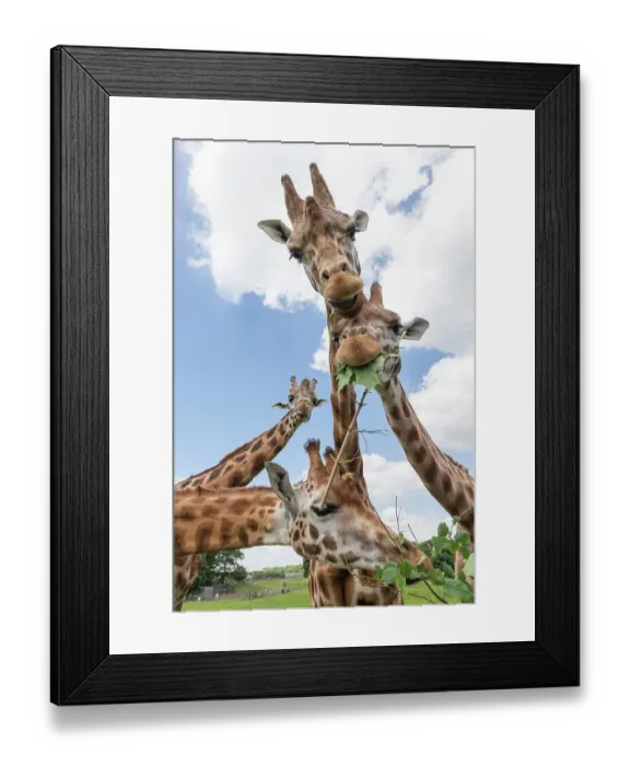 Framed Print : Rothschild's giraffes (Giraffa camelopardalis rothschildi), feeding on leaves, Woburn Safari Park, UK, June, captive Framed Print : Rothschild's giraffes (Giraffa camelopardalis rothschildi), feeding on leaves, Woburn Safari Park, UK, June, captive