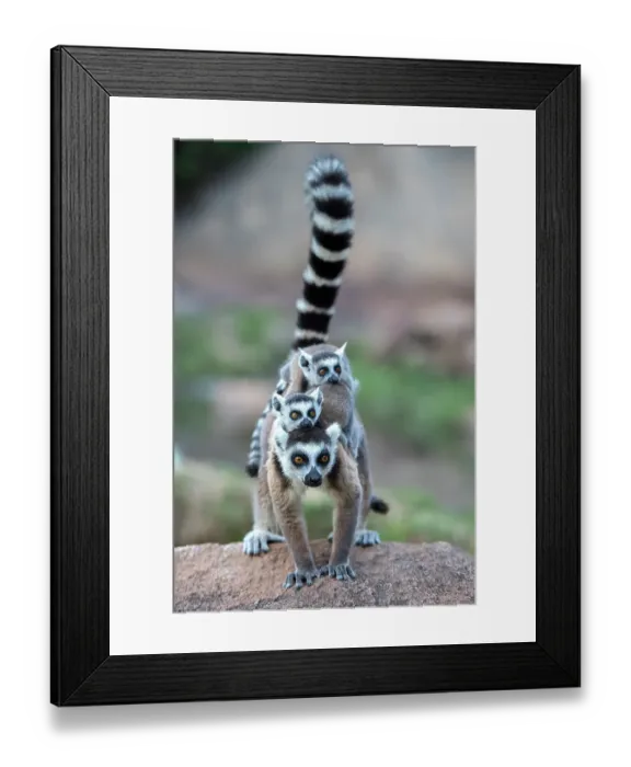Framed Print : Ring-tailed lemur (Lemur catta) female carrying two babies. Anjaha Community Conservation Site, near Ambalavao, Madagascar Framed Print : Ring-tailed lemur (Lemur catta) female carrying two babies. Anjaha Community Conservation Site, near Ambalavao, Madagascar