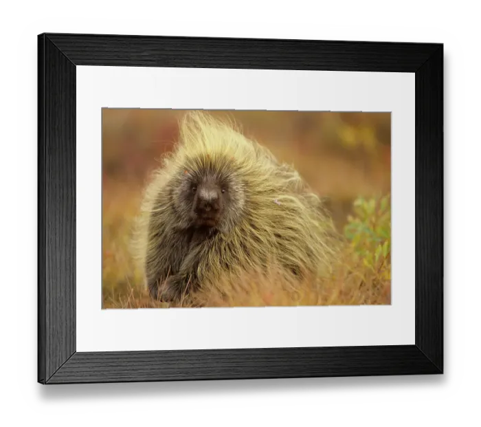 Framed Print : Porcupine (Erethizon dorsatum) on tundra. North Slope, Alaska, USA. September Framed Print : Porcupine (Erethizon dorsatum) on tundra. North Slope, Alaska, USA. September