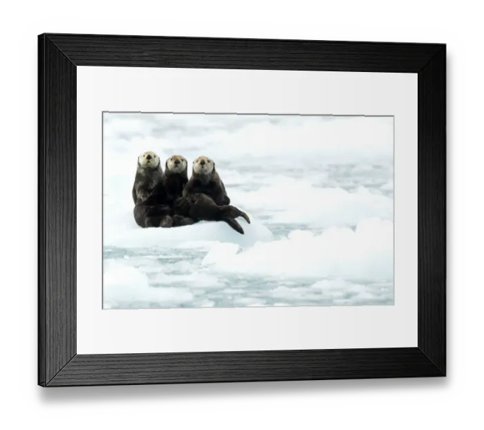 Framed Print : Three Sea otters (Enhydra lutris) resting on ice, Alaska, June Framed Print : Three Sea otters (Enhydra lutris) resting on ice, Alaska, June