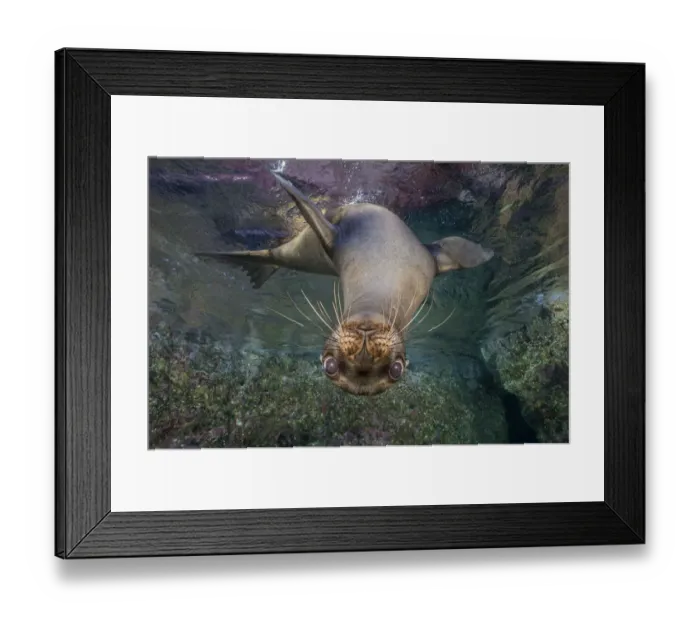 Framed Print : California sea lion (Zalophus californianus) looking down from the surface. Los Islotes