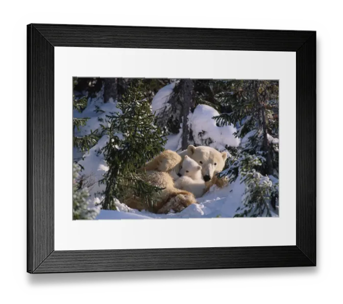 Framed Print : Female Polar bear with very small cubs {Ursus maritimus} Canada Framed Print : Female Polar bear with very small cubs {Ursus maritimus} Canada