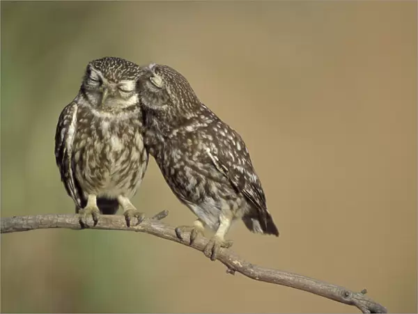 Little owls courtship {Athene noctua} Spain