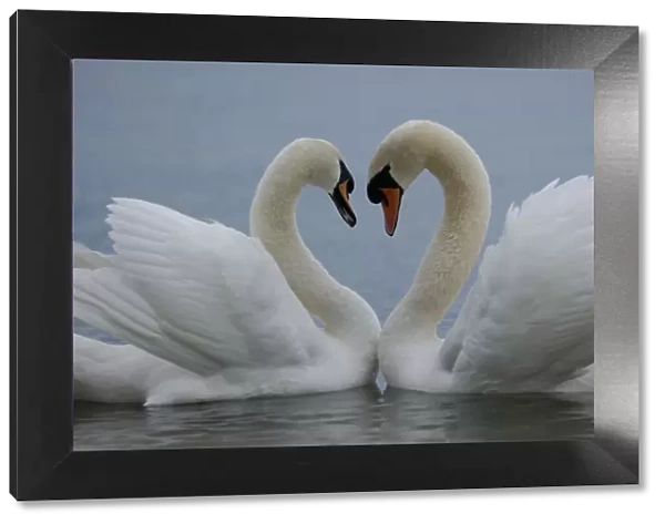 Mute swan (Cygnus olor) pair courting. Walthamstow reservoir, London, UK