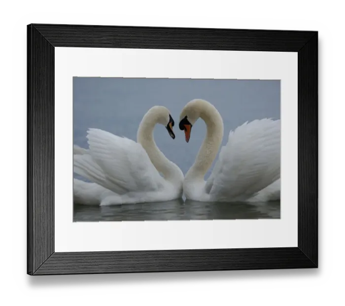 Framed Print : Mute swan (Cygnus olor) pair courting. Walthamstow reservoir, London, UK Framed Print : Mute swan (Cygnus olor) pair courting. Walthamstow reservoir, London, UK
