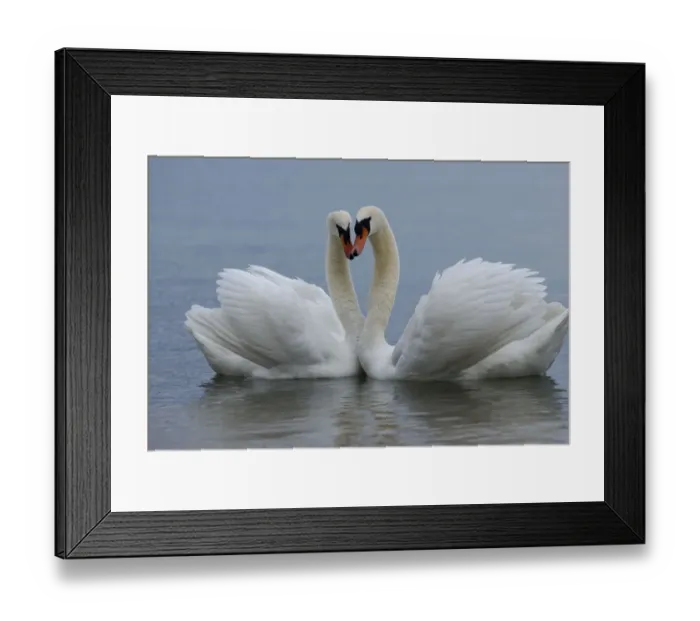 Framed Print : Mute swan (Cygnus olor) pair courting. Walthamstow reservoir, London, UK Framed Print : Mute swan (Cygnus olor) pair courting. Walthamstow reservoir, London, UK