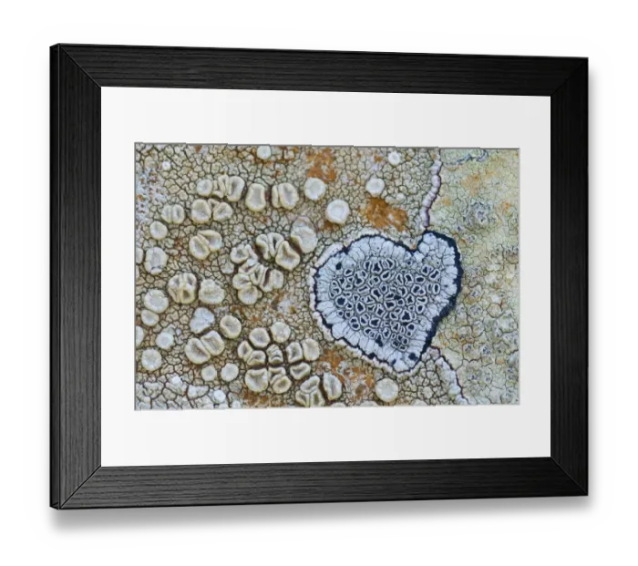 Framed Print : Heart shaped pattern in Map lichen (Rhizocarpon geographicum) on rock, Menorca Framed Print : Heart shaped pattern in Map lichen (Rhizocarpon geographicum) on rock, Menorca