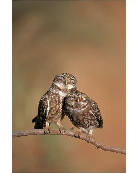 Little owl {Athene noctua) pair perched, courtship behaviour, Spain