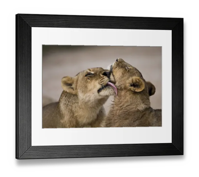 Framed Print : African lion (Panthera leo) lioness licking cub, Sabi Sand Game Reserve, South Africa Framed Print : African lion (Panthera leo) lioness licking cub, Sabi Sand Game Reserve, South Africa