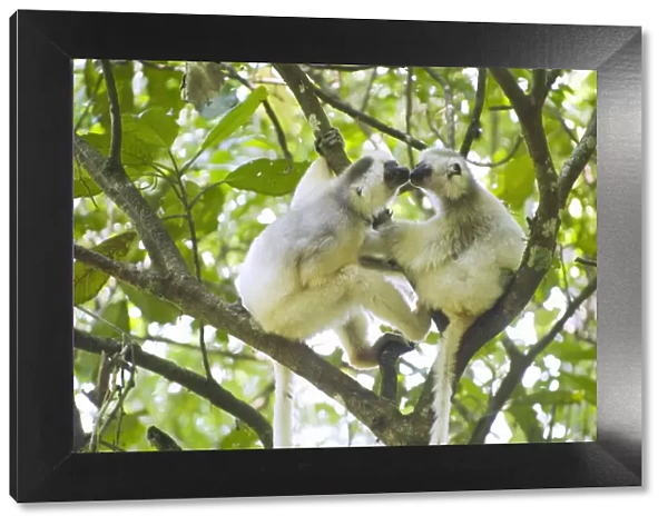 Silky sifaka (Propithecus candidus) pair in tree, Marojejy National Park, Madagascar