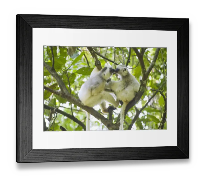 Framed Print : Silky sifaka (Propithecus candidus) pair in tree, Marojejy National Park, Madagascar Framed Print : Silky sifaka (Propithecus candidus) pair in tree, Marojejy National Park, Madagascar