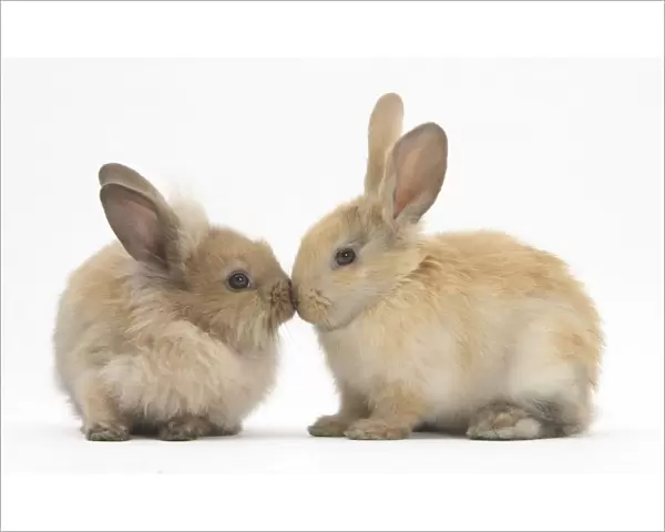 Young sandy rabbits kissing