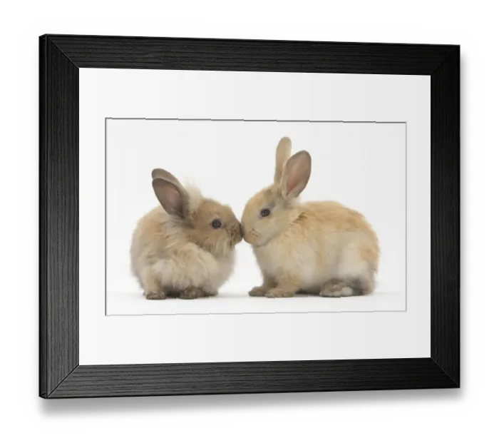 Framed Print : Young sandy rabbits kissing Framed Print : Young sandy rabbits kissing