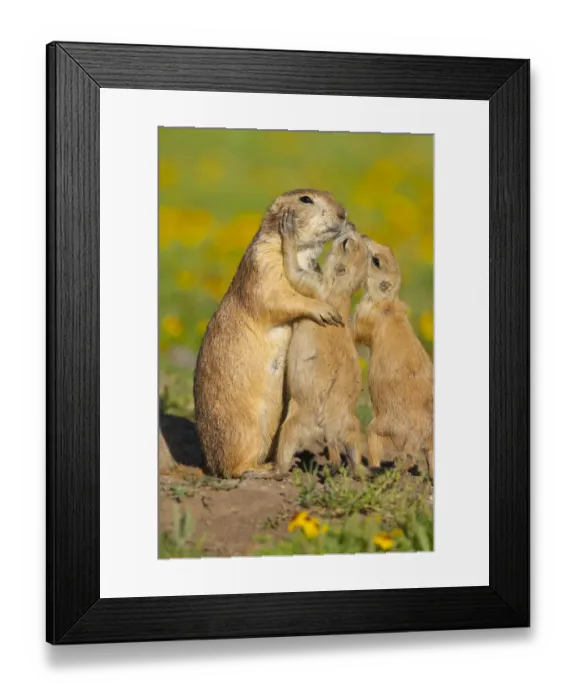 Framed Print : Black-tailed Prairie Dogs (Cynomys ludovicianus), two pups (right) Framed Print : Black-tailed Prairie Dogs (Cynomys ludovicianus), two pups (right)
