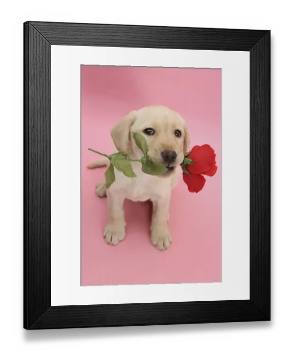 Framed Print : Yellow Labrador Retriever bitch puppy, 10 weeks, holding a red rose and looking up Framed Print : Yellow Labrador Retriever bitch puppy, 10 weeks, holding a red rose and looking up