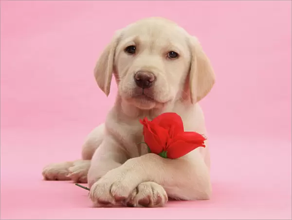 Yellow Labrador Retriever bitch puppy, 10 weeks, with a red rose