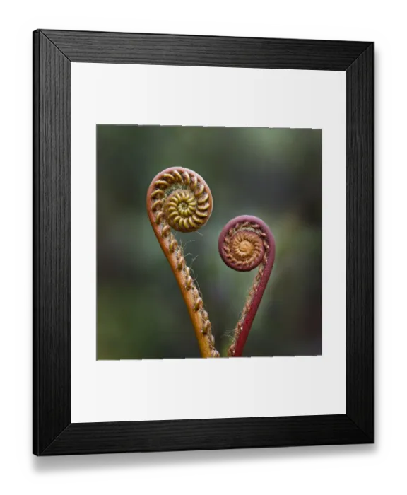 Framed Print : Unravelling Fern fronds (Unknown species). Near Nepenthes Field Camp Framed Print : Unravelling Fern fronds (Unknown species). Near Nepenthes Field Camp