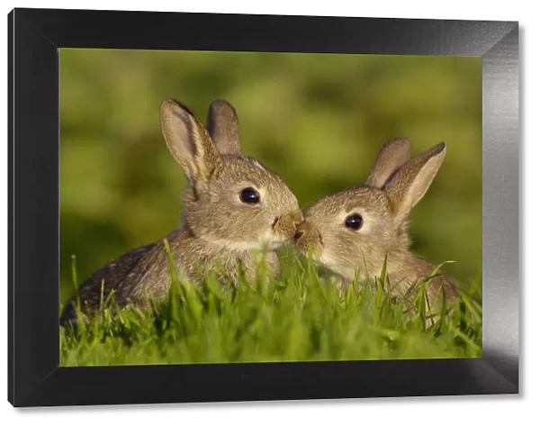 European rabbit (Oryctolagus cuniculus) two young rabbits, or kittens, touch noses