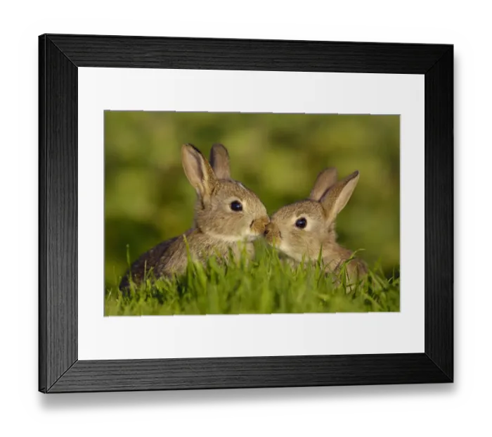 Framed Print : European rabbit (Oryctolagus cuniculus) two young rabbits, or kittens, touch noses Framed Print : European rabbit (Oryctolagus cuniculus) two young rabbits, or kittens, touch noses