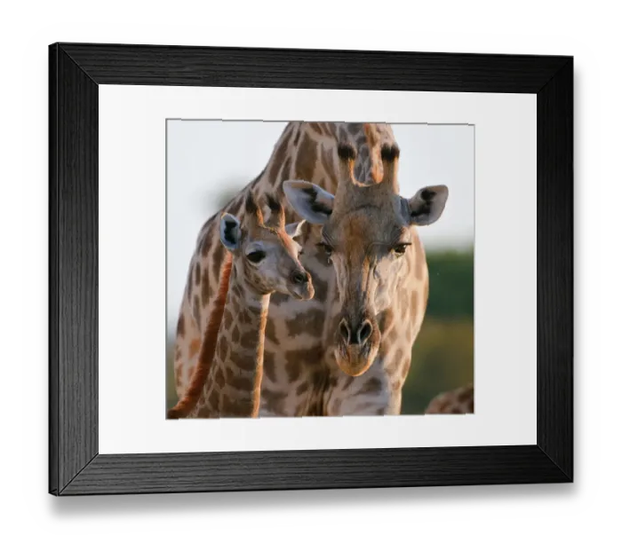 Framed Print : Giraffe (Giraffa camelopardalis) female bending down to calf, Okavango Delta, Botswana Framed Print : Giraffe (Giraffa camelopardalis) female bending down to calf, Okavango Delta, Botswana