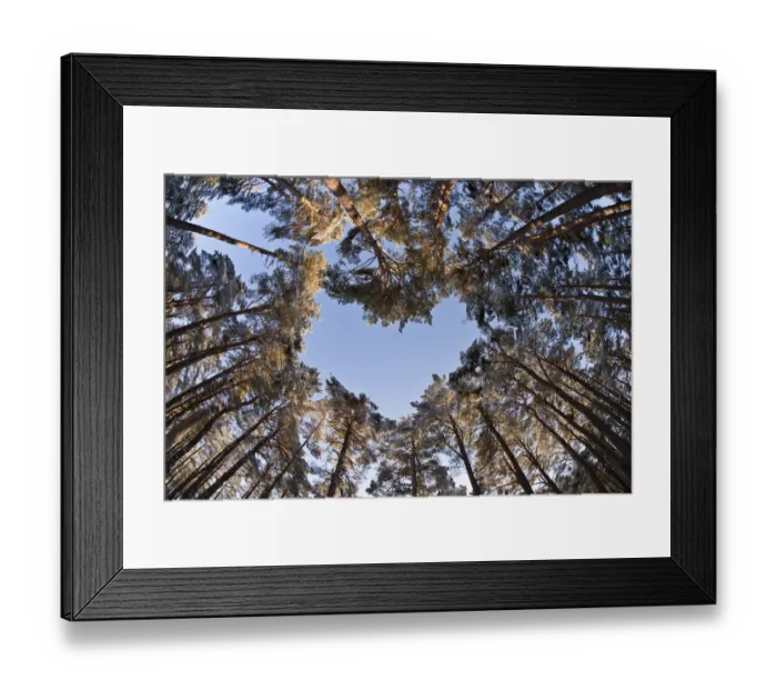 Framed Print : Looking up through the canopy of Scots pine trees (Pinus sylvestris) Framed Print : Looking up through the canopy of Scots pine trees (Pinus sylvestris)