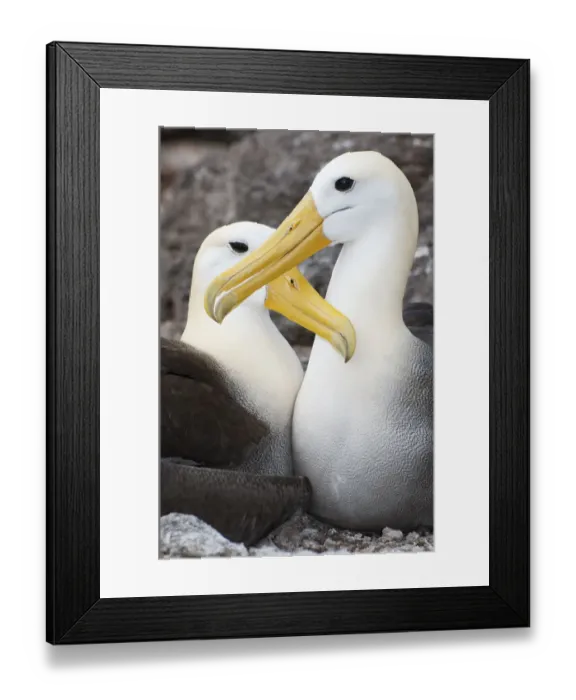Framed Print : Waved albatross (Phoebastria irrorata) courting pair mutually grooming Framed Print : Waved albatross (Phoebastria irrorata) courting pair mutually grooming