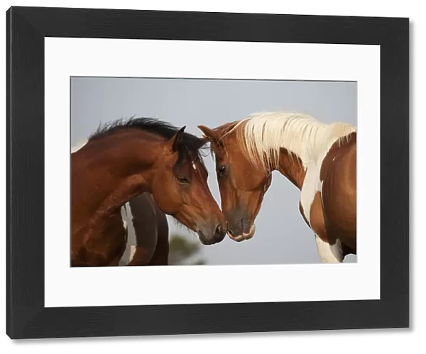 Wild Chincoteague (Equus caballus) two breeding stallions greeting one another