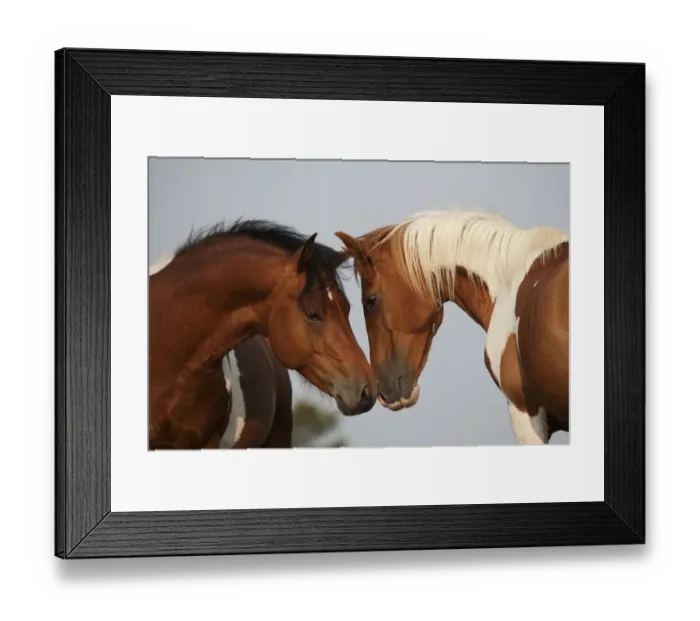 Framed Print : Wild Chincoteague (Equus caballus) two breeding stallions greeting one another