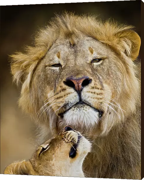 African Lion (Panthera leo) cub reaches for a moment of intimacy with its father, Northern Tuli Game Reserve, Botswana
