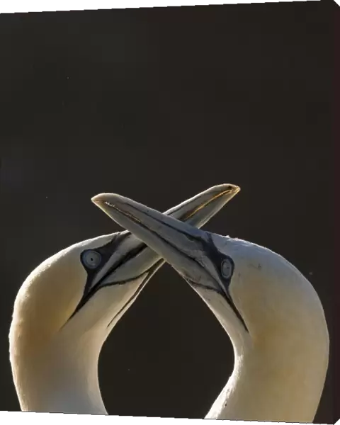 Gannet (Morus bassanus) breeding pair during part of their elaborate courtship ritual