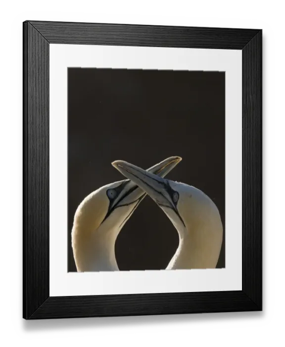 Framed Print : Gannet (Morus bassanus) breeding pair during part of their elaborate courtship ritual Framed Print : Gannet (Morus bassanus) breeding pair during part of their elaborate courtship ritual