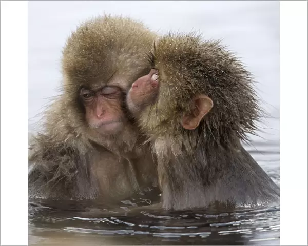 Young Japanese macaque (Macaca fuscata) kissing