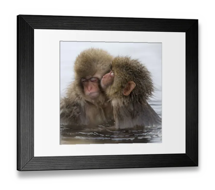 Framed Print : Young Japanese macaque (Macaca fuscata) kissing Framed Print : Young Japanese macaque (Macaca fuscata) kissing