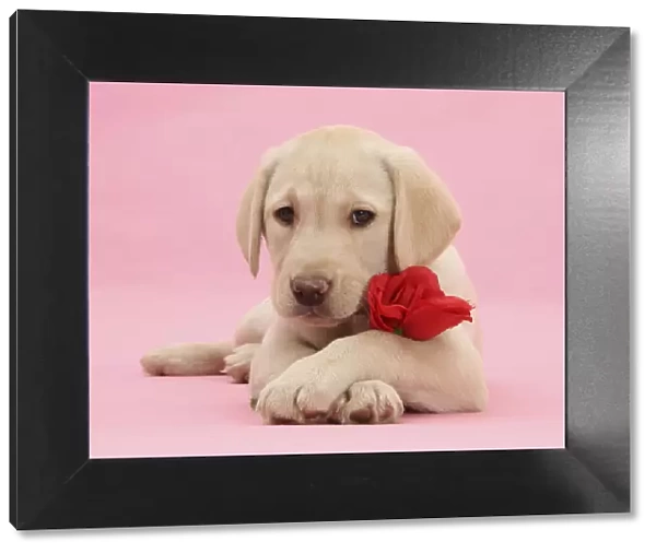 Yellow Labrador Retriever bitch pup, 10 weeks, with a red rose and crossed paws