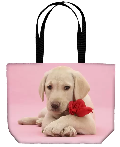 Yellow Labrador Retriever bitch pup, 10 weeks, with a red rose and crossed paws