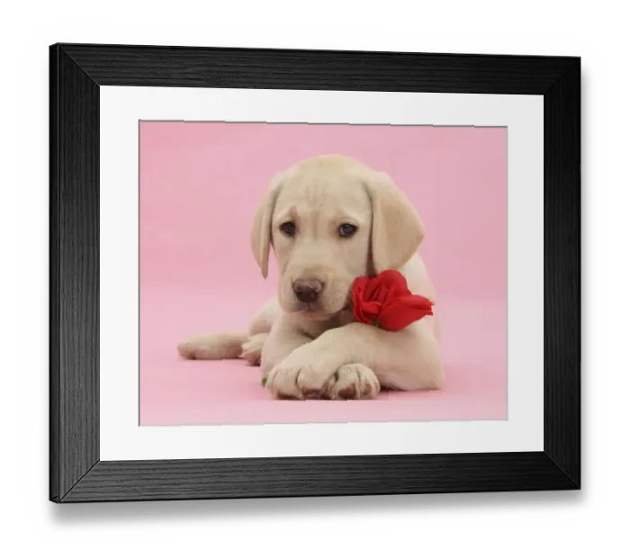 Framed Print : Yellow Labrador Retriever bitch pup, 10 weeks, with a red rose and crossed paws Framed Print : Yellow Labrador Retriever bitch pup, 10 weeks, with a red rose and crossed paws