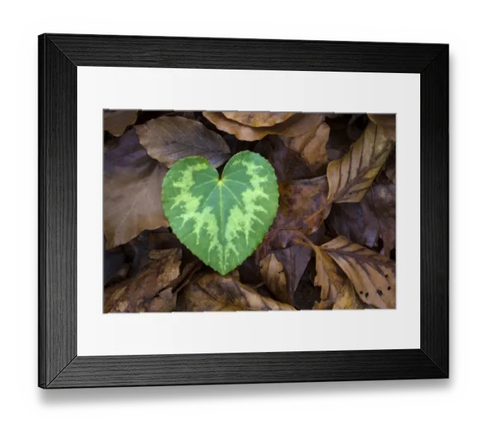 Framed Print : Heart-shaped leaf of Alpine Cyclamen (Cyclamen purpurascens) Framed Print : Heart-shaped leaf of Alpine Cyclamen (Cyclamen purpurascens)