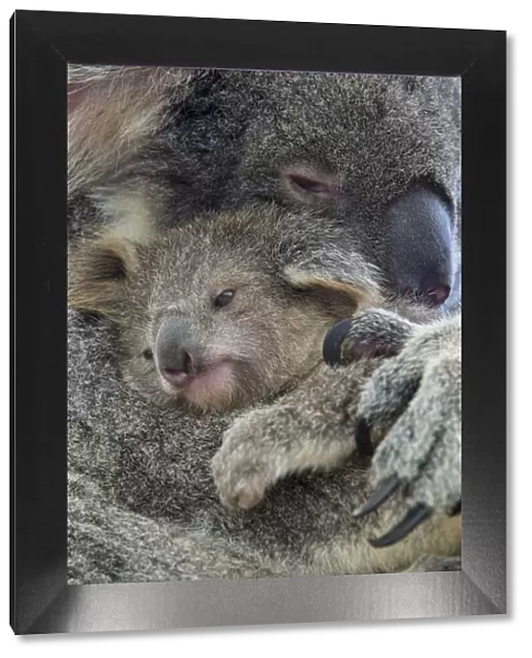 Koala (Phascolarctos cinereus) mother with joey aged eight months, Queensland, Australia