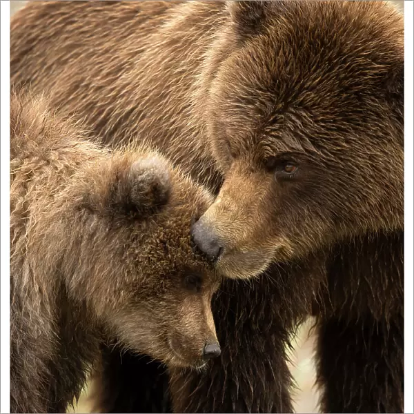 Coastal brown bear (Ursus arctos) and cub, Lake Clarke National Park, Alaska, September