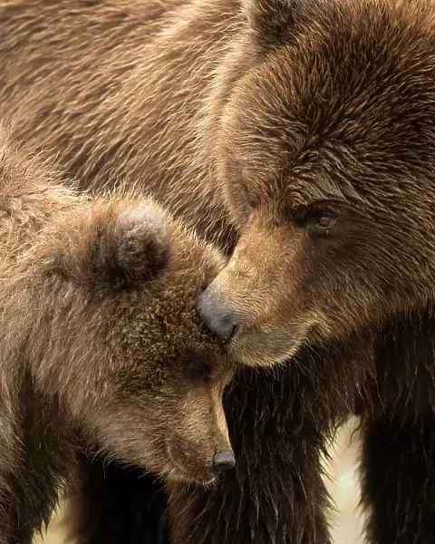 Coastal brown bear (Ursus arctos) and cub, Lake Clarke National Park, Alaska, September