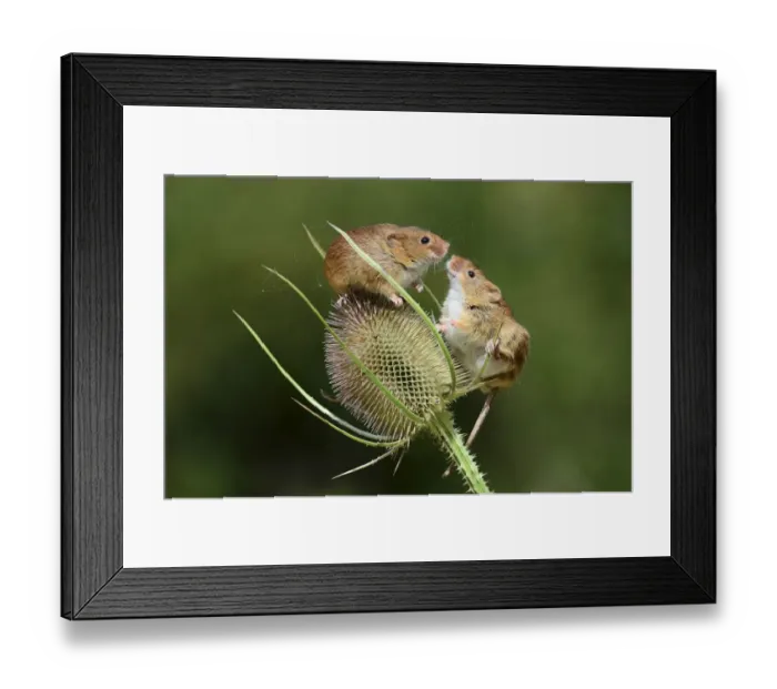 Framed Print : Harvest mice (Micromys minutus) on teasel seed head. Dorset, UK, August. Captive Framed Print : Harvest mice (Micromys minutus) on teasel seed head. Dorset, UK, August. Captive