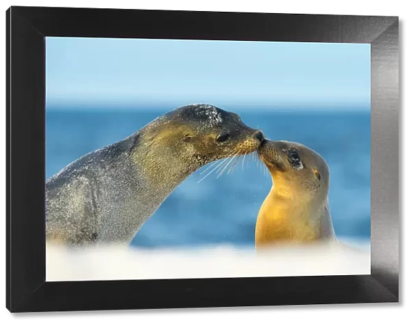 Galapagos sea lion (Zalophus wollebaeki) mother and young touching noses