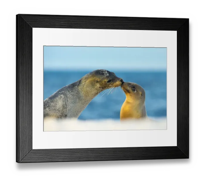 Framed Print : Galapagos sea lion (Zalophus wollebaeki) mother and young touching noses Framed Print : Galapagos sea lion (Zalophus wollebaeki) mother and young touching noses