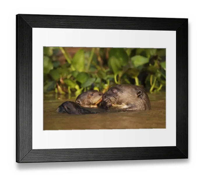 Framed Print : Giant Otter (Pteronura brasiliensis) adult with young in water, Pantanal, Brazil Framed Print : Giant Otter (Pteronura brasiliensis) adult with young in water, Pantanal, Brazil