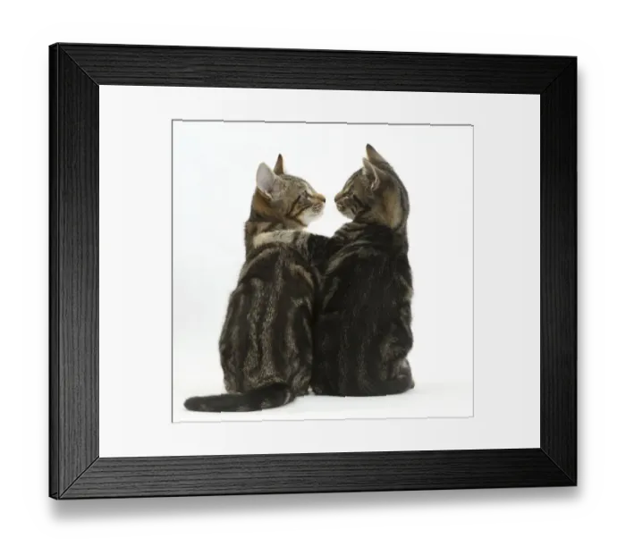 Framed Print : Tabby kittens, Picasso and Smudge, with paws on each others shoulders Framed Print : Tabby kittens, Picasso and Smudge, with paws on each others shoulders
