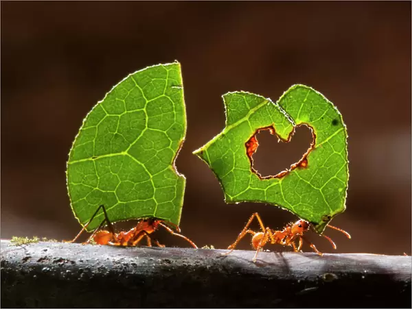 Leaf cutter ants (Atta sp) carrying plant matter, Costa Rica
