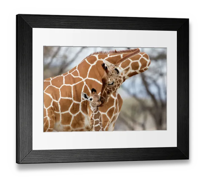 Framed Print : Reticulated giraffe (Giraffa camelopardalis reticulata) mother grooming baby, Samburu Game Reserve, Kenya, Africa, August Framed Print : Reticulated giraffe (Giraffa camelopardalis reticulata) mother grooming baby, Samburu Game Reserve, Kenya, Africa, August